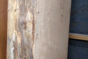 Maple Mantle lumber